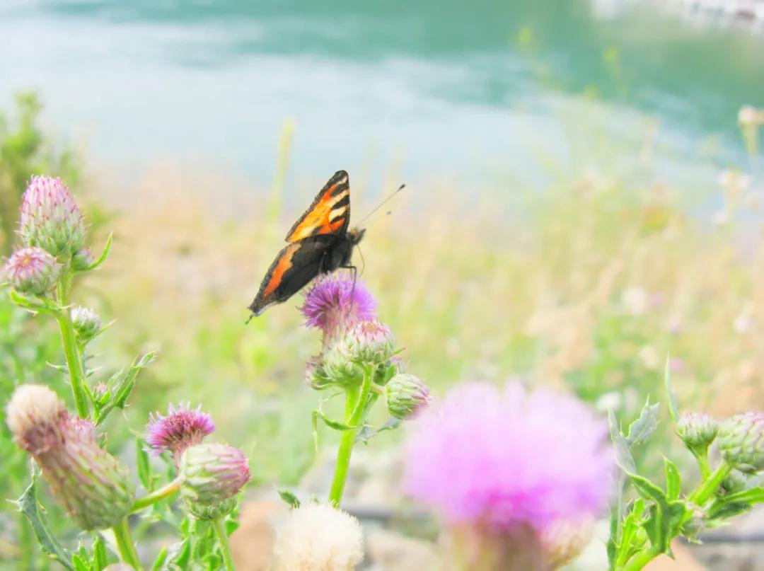 *疆新**的蝴蝶，惊世骇俗