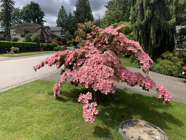 老赵的加拿大工签记——得罪中介篇(下)