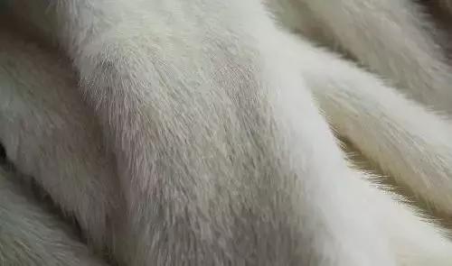 为什么皮草越来越少了,便宜的皮草和贵的皮草区别在哪里