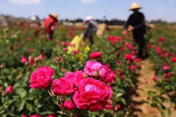 南京溧水千亩玫瑰,南京玫瑰园千亩花海迎来盛花期