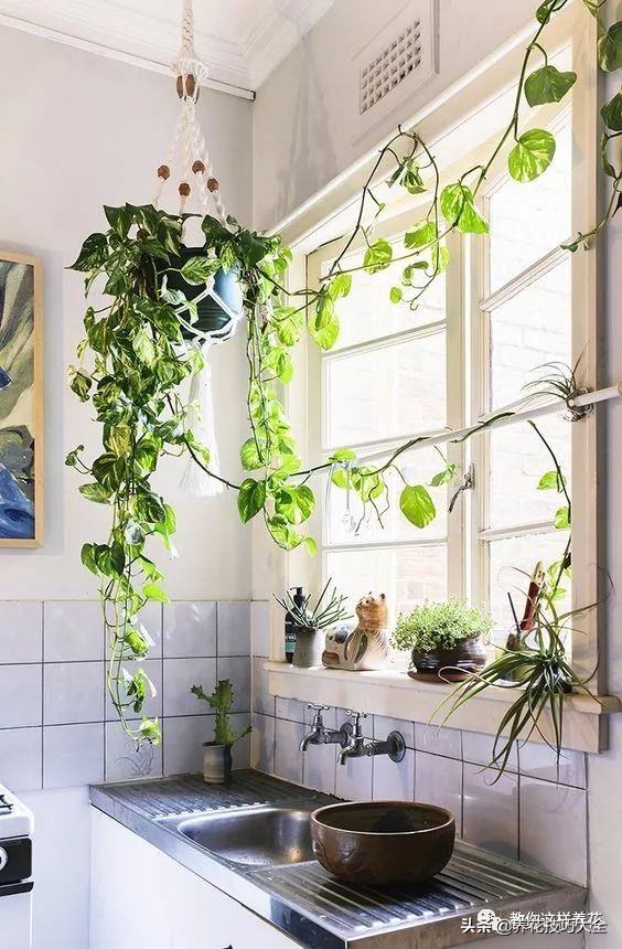 爬墙花卉哪些最好养一年四季,爬墙最好养的十种花