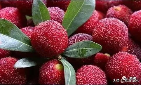 现在的杨梅有虫怎么吃法,杨梅虫子怎么吃