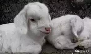 羊粪有机肥制作全过程,羊粪和秸秆如何制有机肥