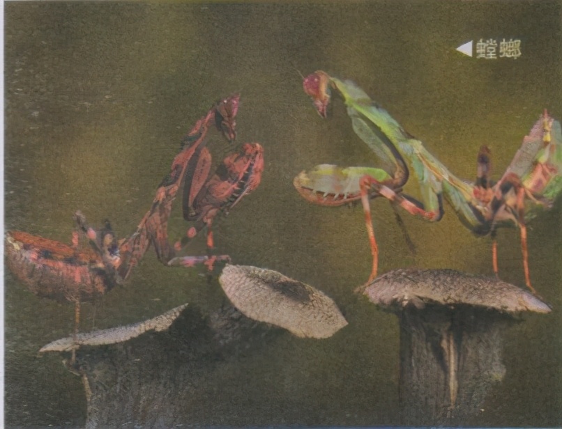 昆虫样子特点,昆虫视觉是什么样的