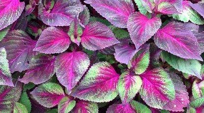 紫苏卖的很贵，它有何营养价值，如何种植？