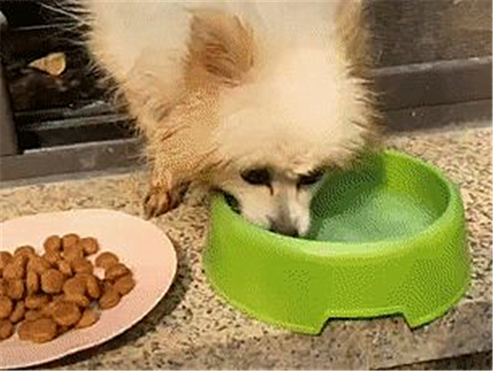 武汉阿拉斯加走失,阿拉斯加在楼顶回去了吗