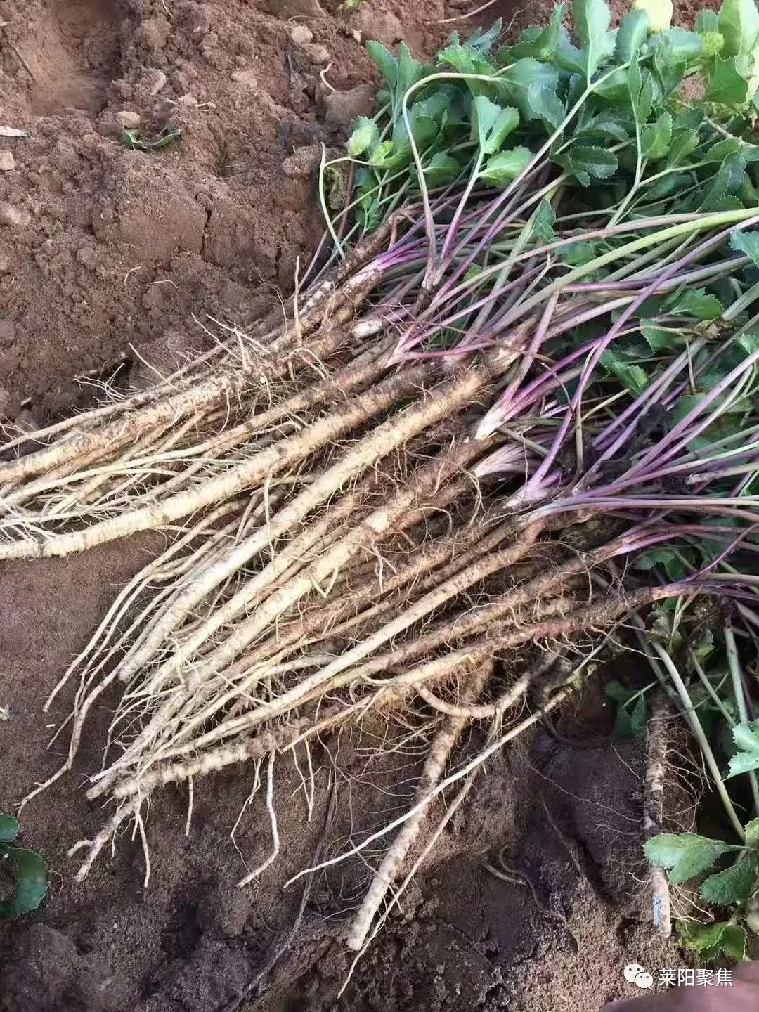 莱阳市胡城,莱阳胡城沙参
