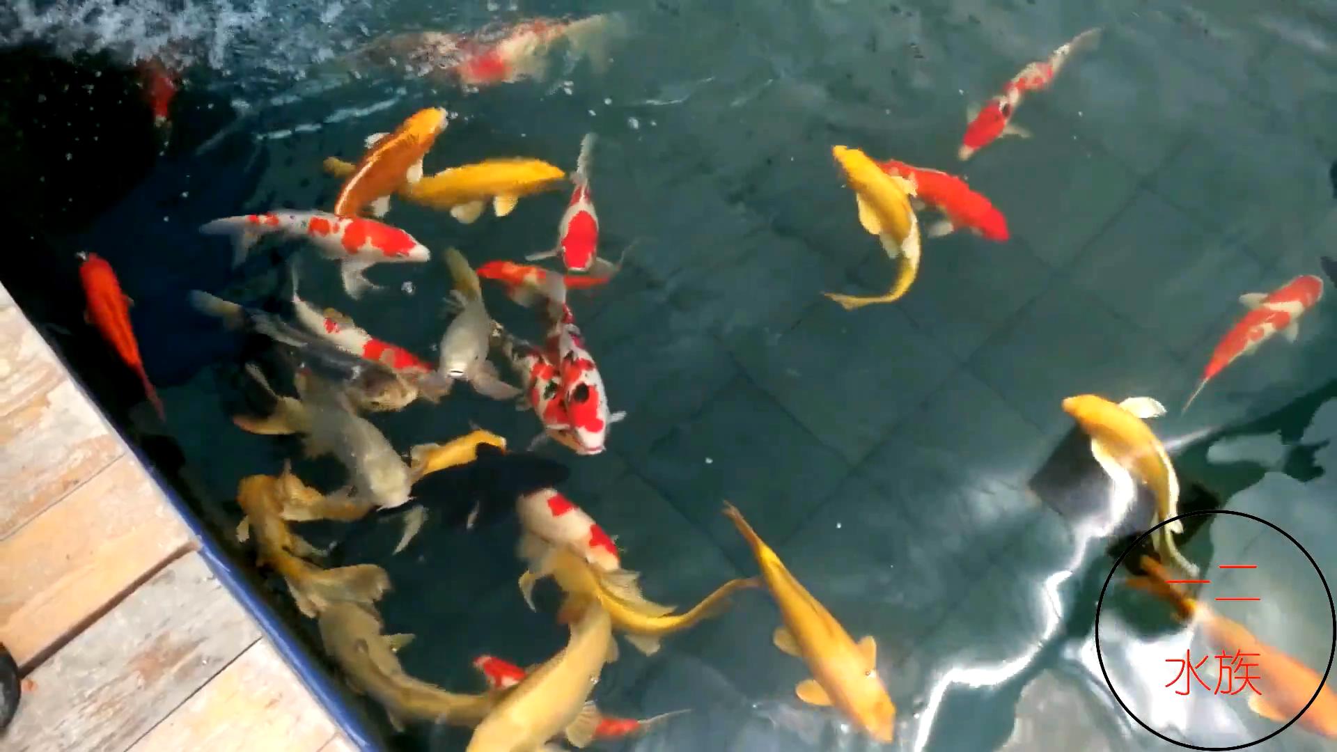 邯郸观赏锦鲤鱼渔场,邯郸丛台池塘锦鲤