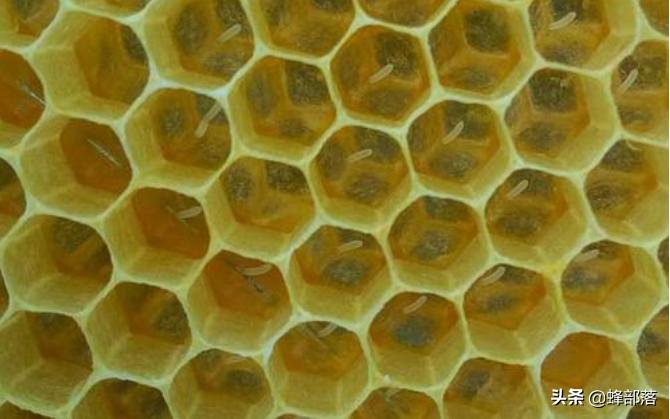 蜂群不产雄蜂起王台是什么情况,失王群工蜂争相产卵为何介入蜂王