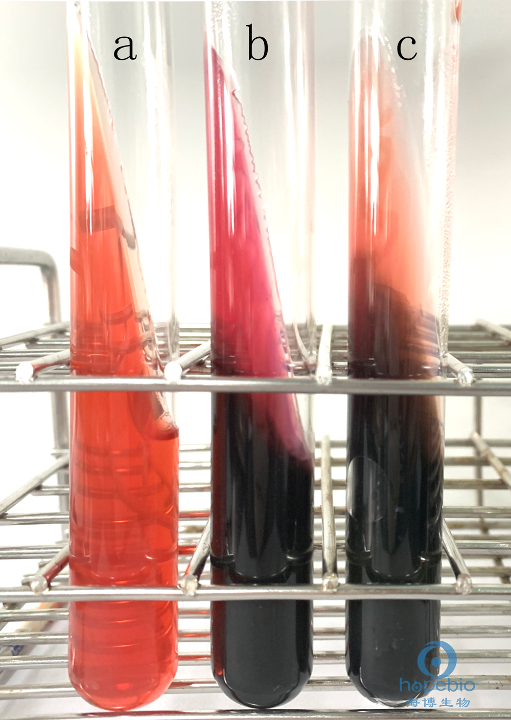 普通变形杆菌有哪些,为什么奇异变形杆菌那么难治