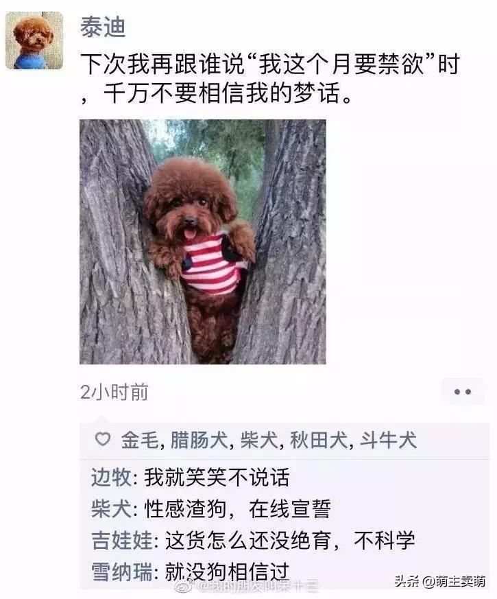 狗狗如何拟人化,狗行为拟人化
