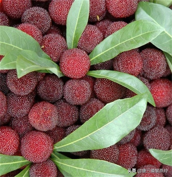 仙居杨梅酒是怎么酿制的,荔枝果酒酿造方法