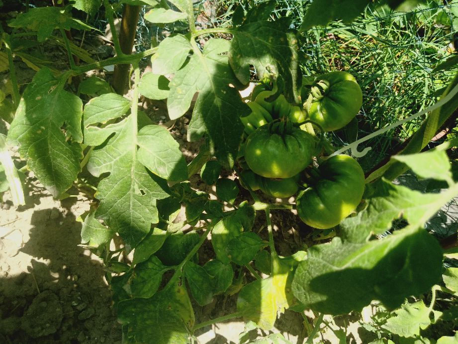 樱桃番茄最好的颜色,樱桃番茄挑选