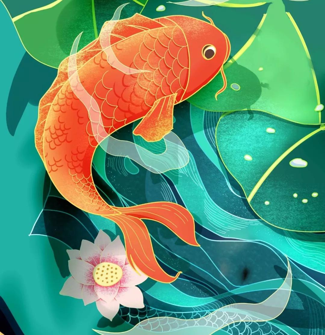 白写锦鲤鉴赏,精品红白锦鲤鉴赏