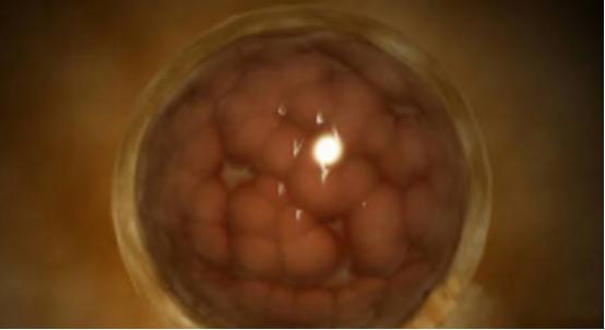 你了解人工授精吗,你了解你的卵泡吗