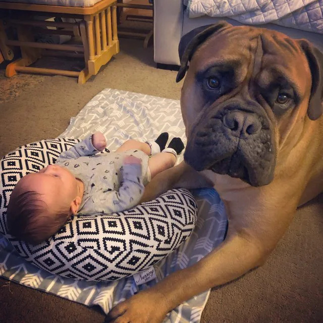 狗狗叼着玩具哼哼唧唧表示什么,狗狗把玩具叼过来却不给主人玩