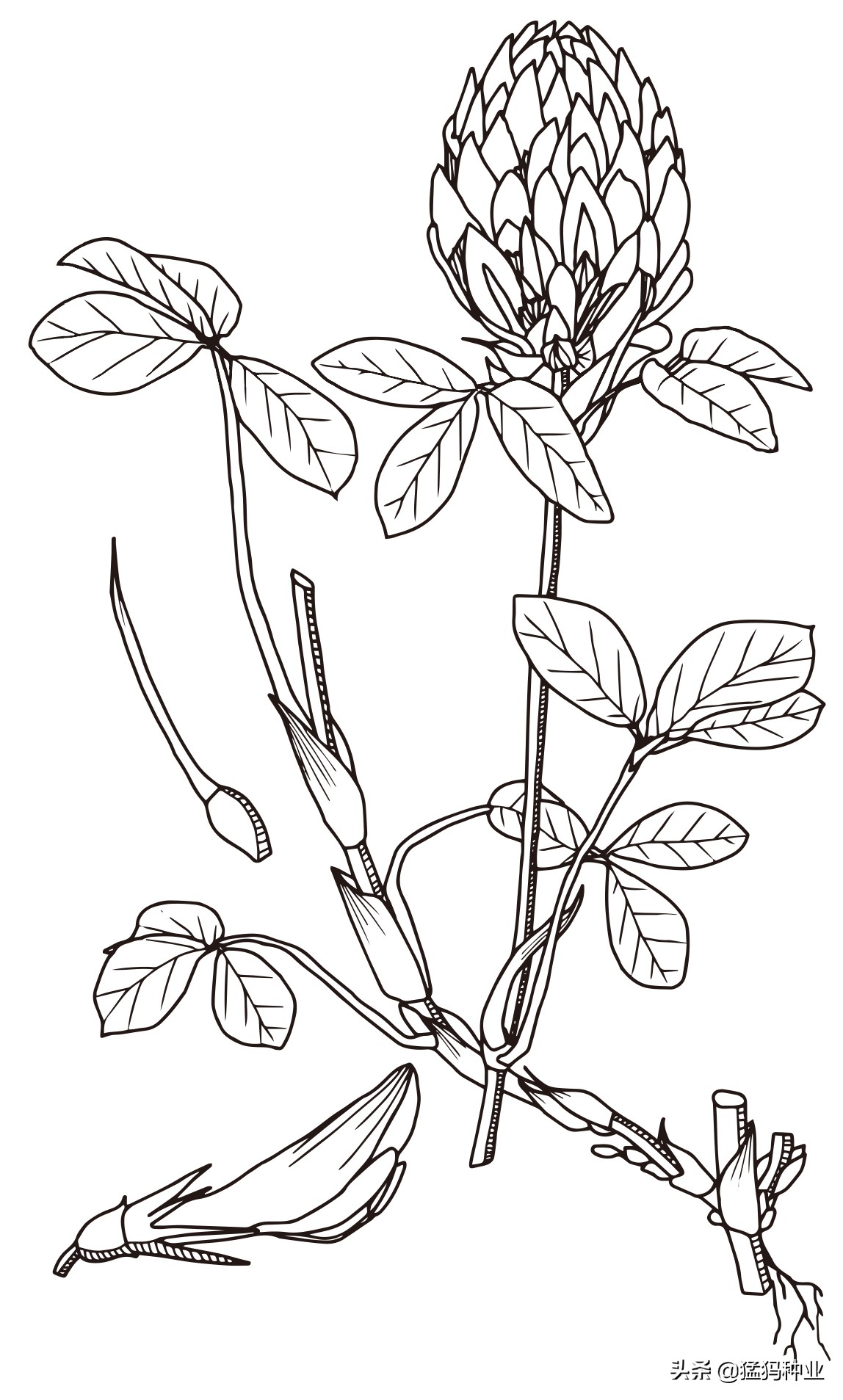 红车轴草小巧可爱,红车轴草生长过程