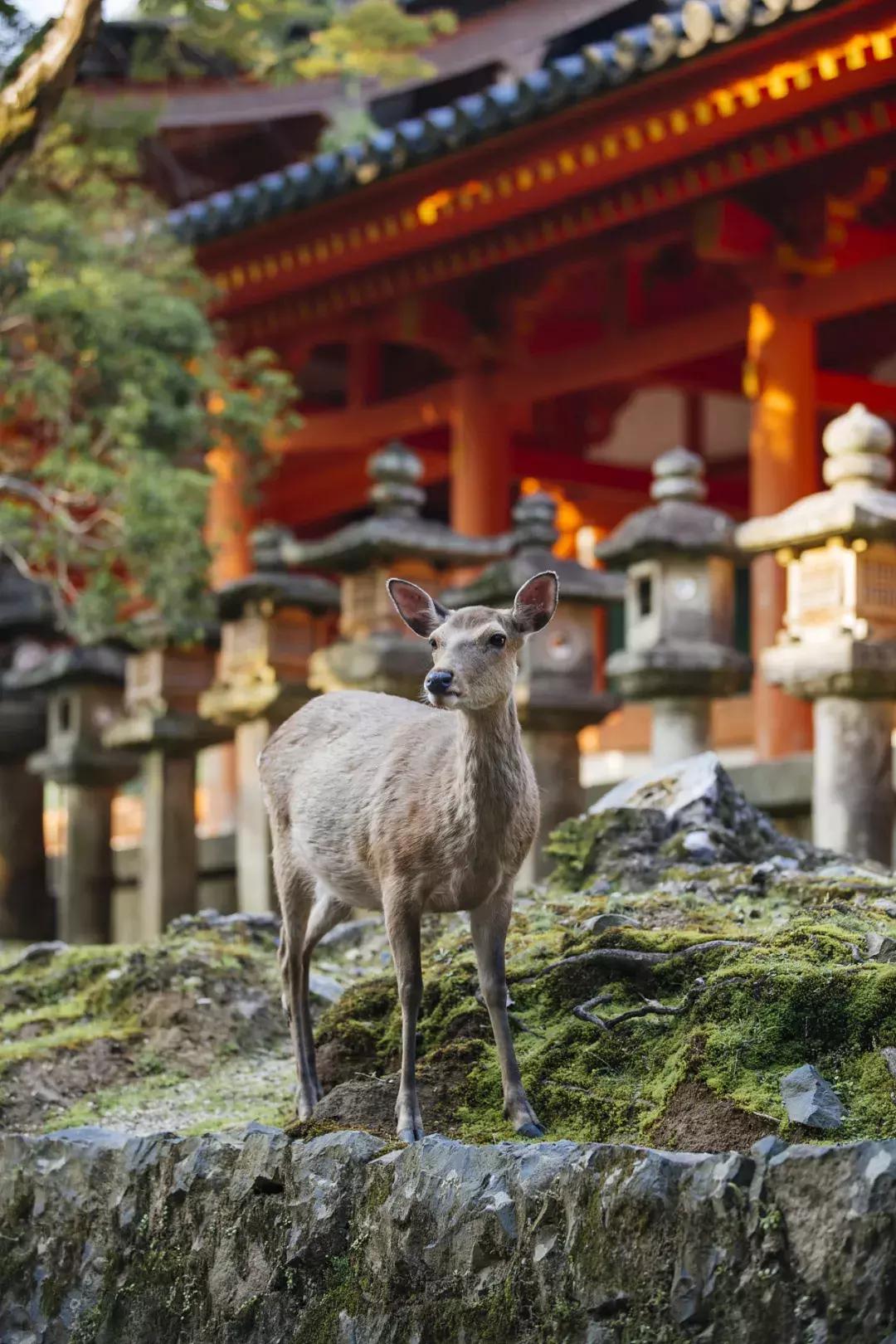 日本奈良的鹿有多厉害,日本奈良梅花鹿
