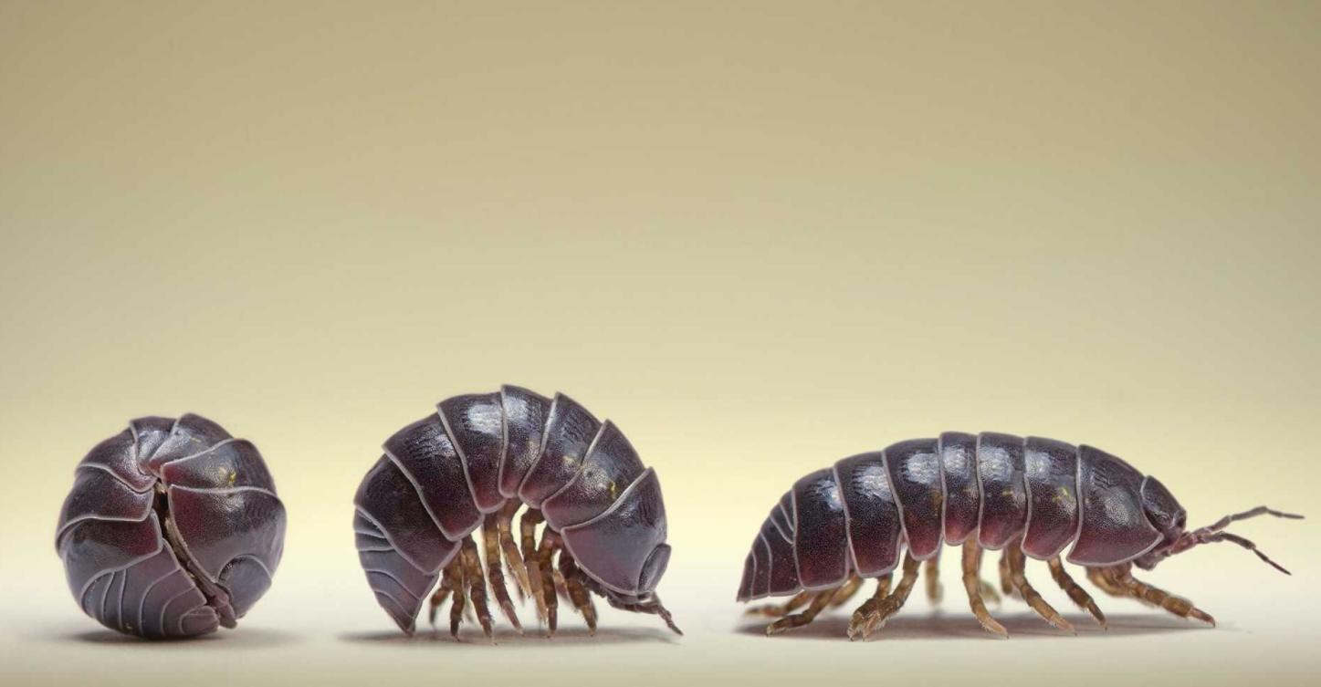 大连海关截获日本鼠妇活体,海关截获18厘米长活体