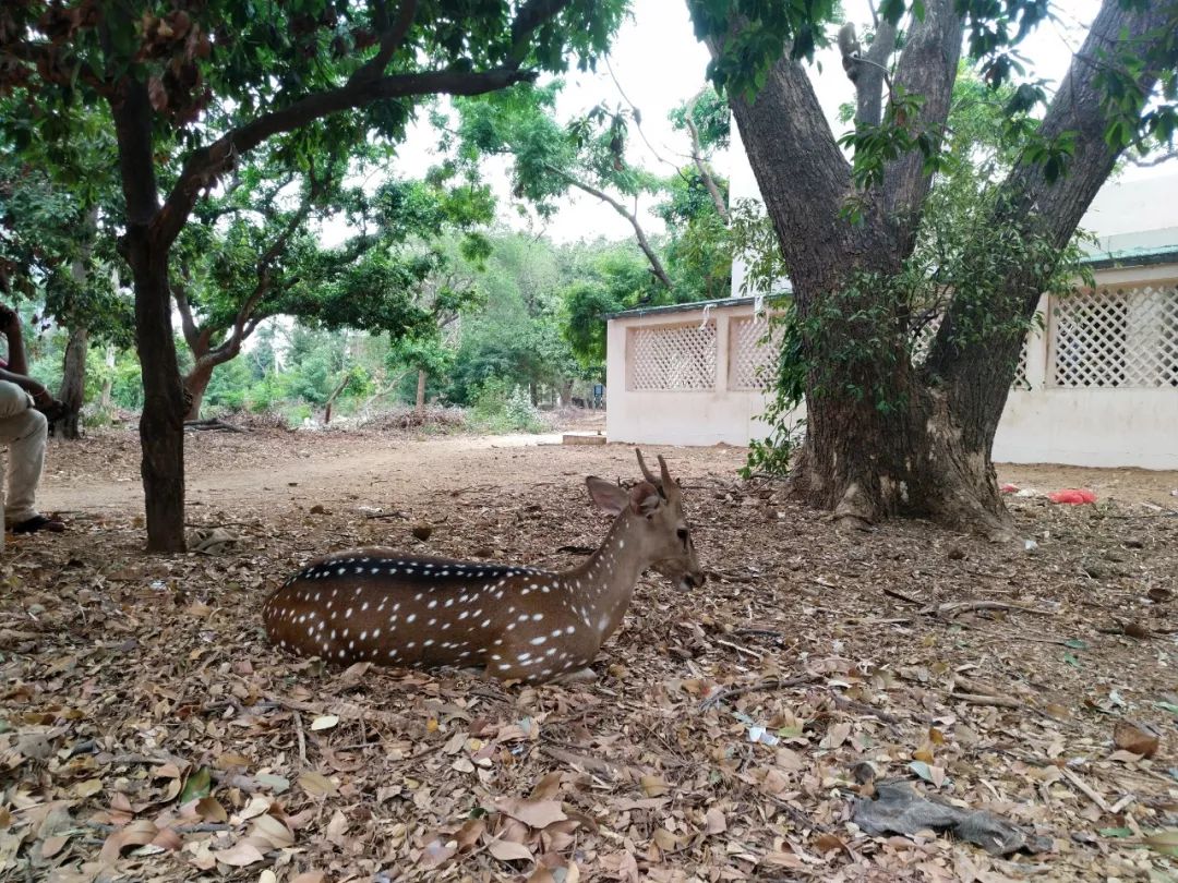 从印度留学回国后，这些后遗症真的改不了