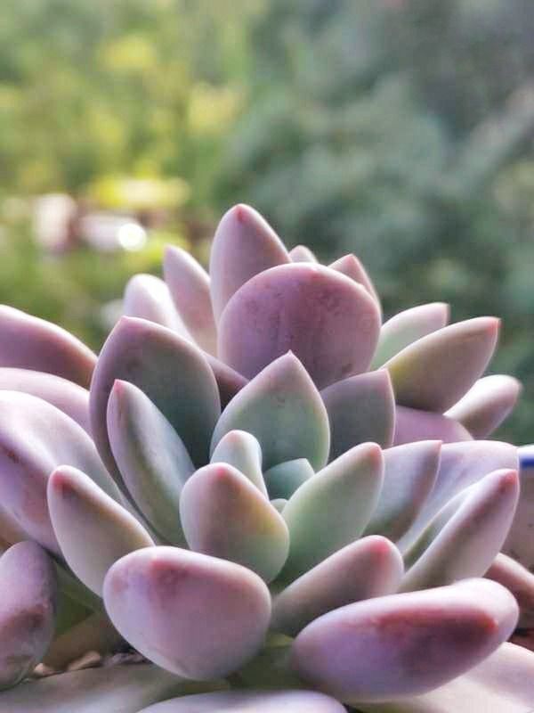 记录多肉长大的全过程,记录所有多肉成长过程