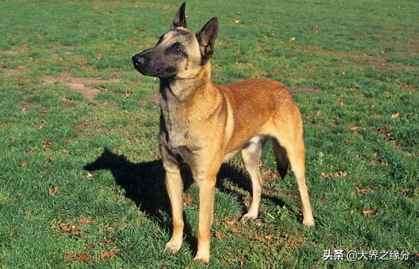 马犬的十个可怕视频,马犬最凶残的一面