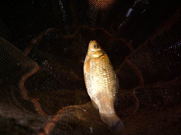 夏季夜钓零点鱼还开口吗,春天鱼不开口夜钓好钓吗