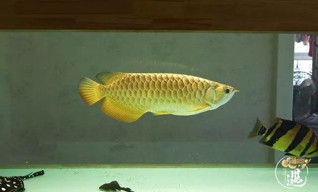 龙鱼缺氧翻白了怎么急救,龙鱼立鳞最好的解决办法