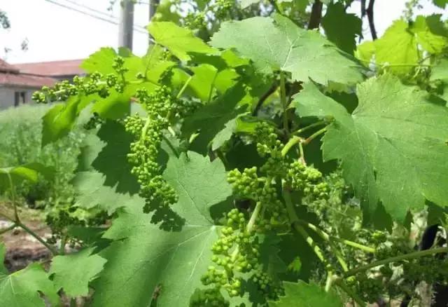 葡萄全年用药一览表2020,葡萄花后病害治疗方法