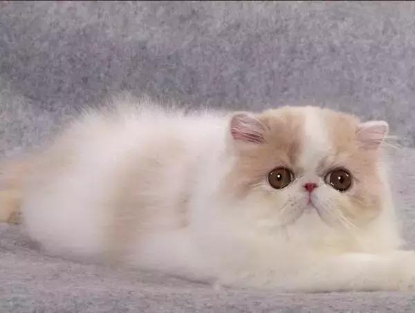 福懋动物医院：猫咪皮肤病不难治，看了这篇你就懂了