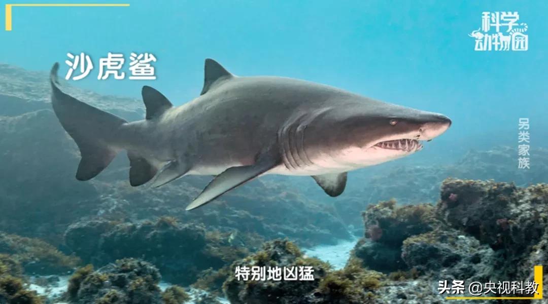 某些企鹅竟然偷东西成瘾，张腾岳一句话道破真相