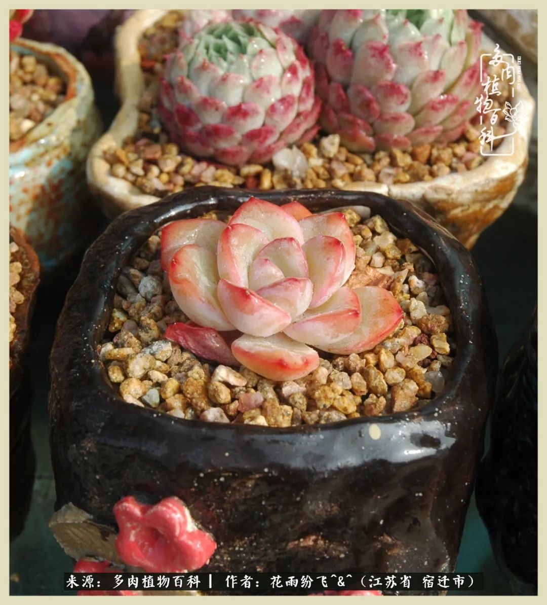 我家老臧：从反对到爱屋及乌的多肉守护人