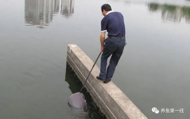 食藻虫怎么消灭,怎么培育食藻虫
