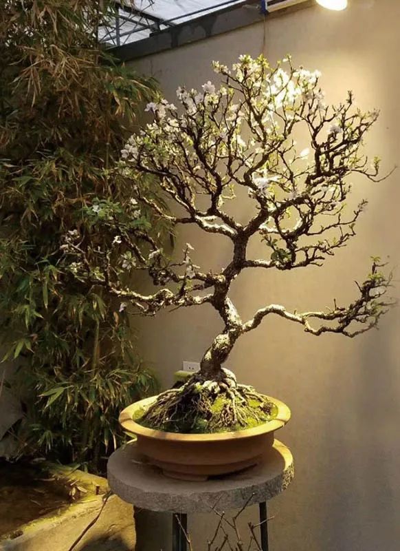 盆景素材十大排名 (什么盆景素材最好)