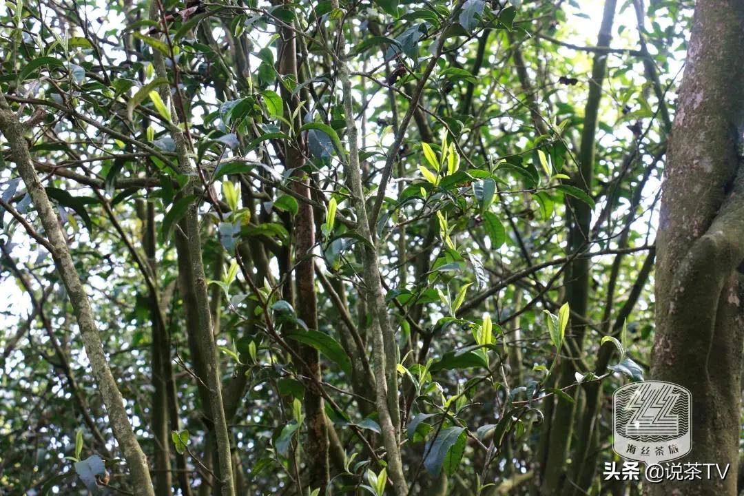 福鼎白茶还有“十不采”规定?让我们去河山有机茶园一探究竟