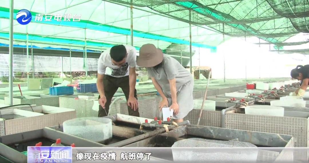 90后小伙的“斗鱼”梦：泰国斗鱼从南安“游”到全国各地！