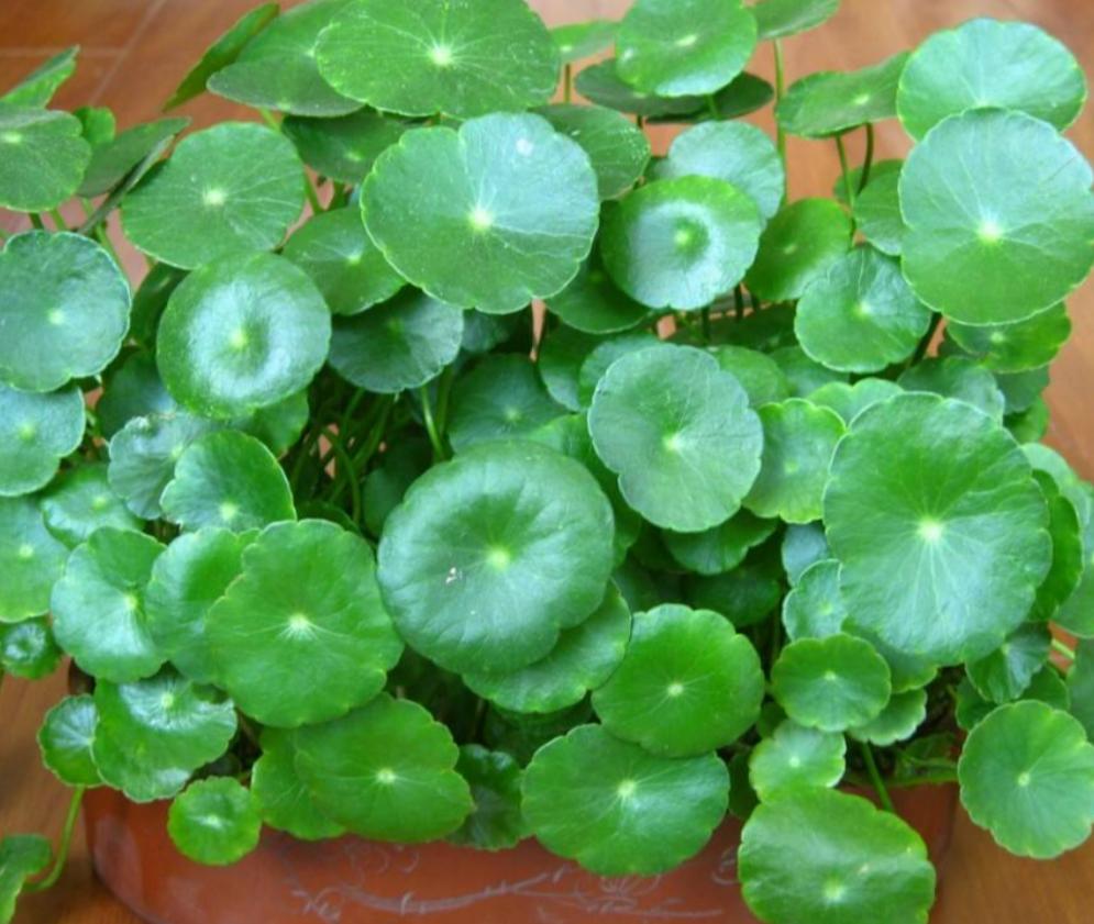 三种花浇水浇不死,盆栽花卉缺水叶片萎蔫要立即浇水