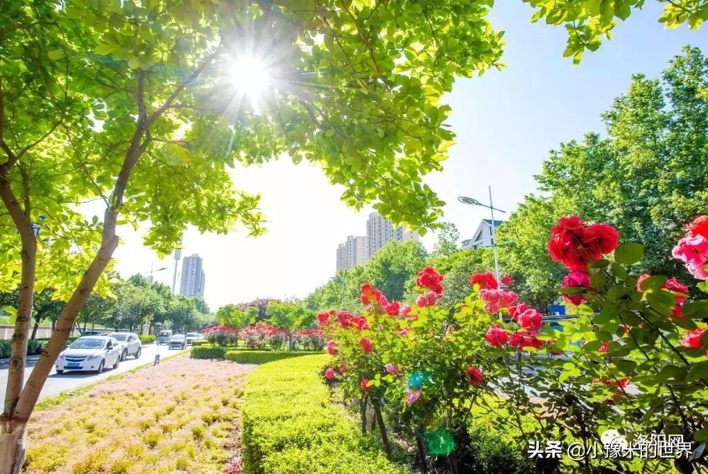 向洛阳人发出邀请国潮盛宴来袭,洛阳发布通知