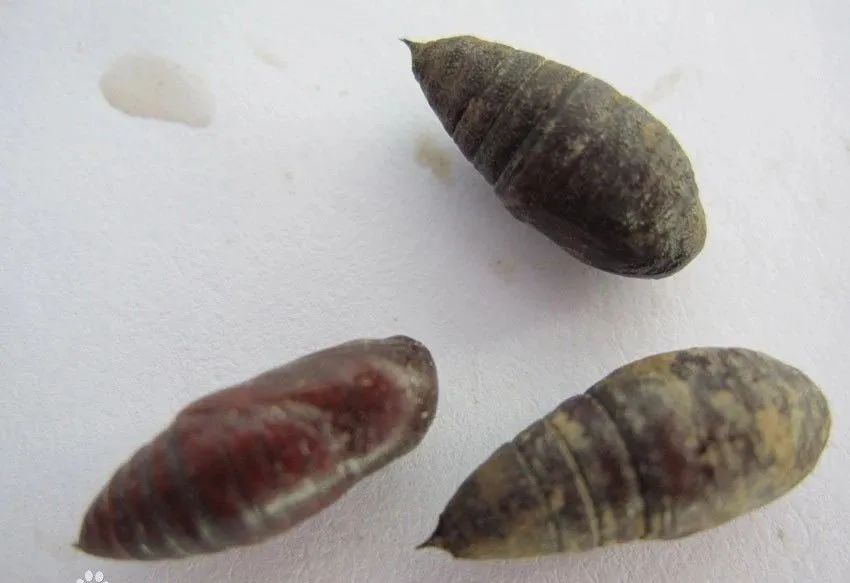 石榴生虫的视频,石榴生虫用什么方法好