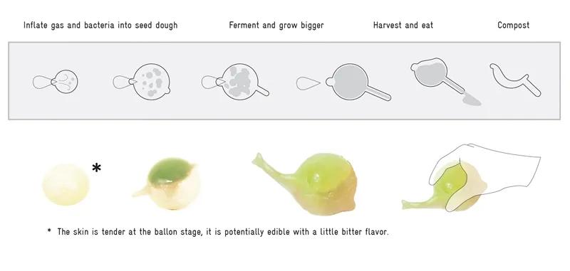 食物设计案例,健康饮食的设计意图