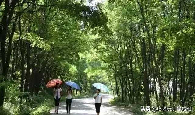 陕西哪三个县被评为天然氧吧,陕西中国天然氧吧之城