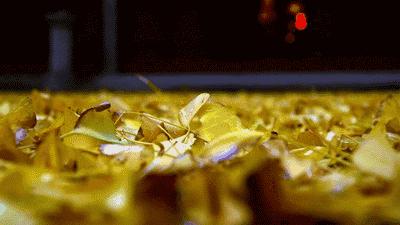 朋友圈精致生活却一地鸡毛,精致朋友圈背后的真实故事