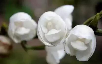 五种最具欣赏价值的兰花,欣赏史上最全的兰花