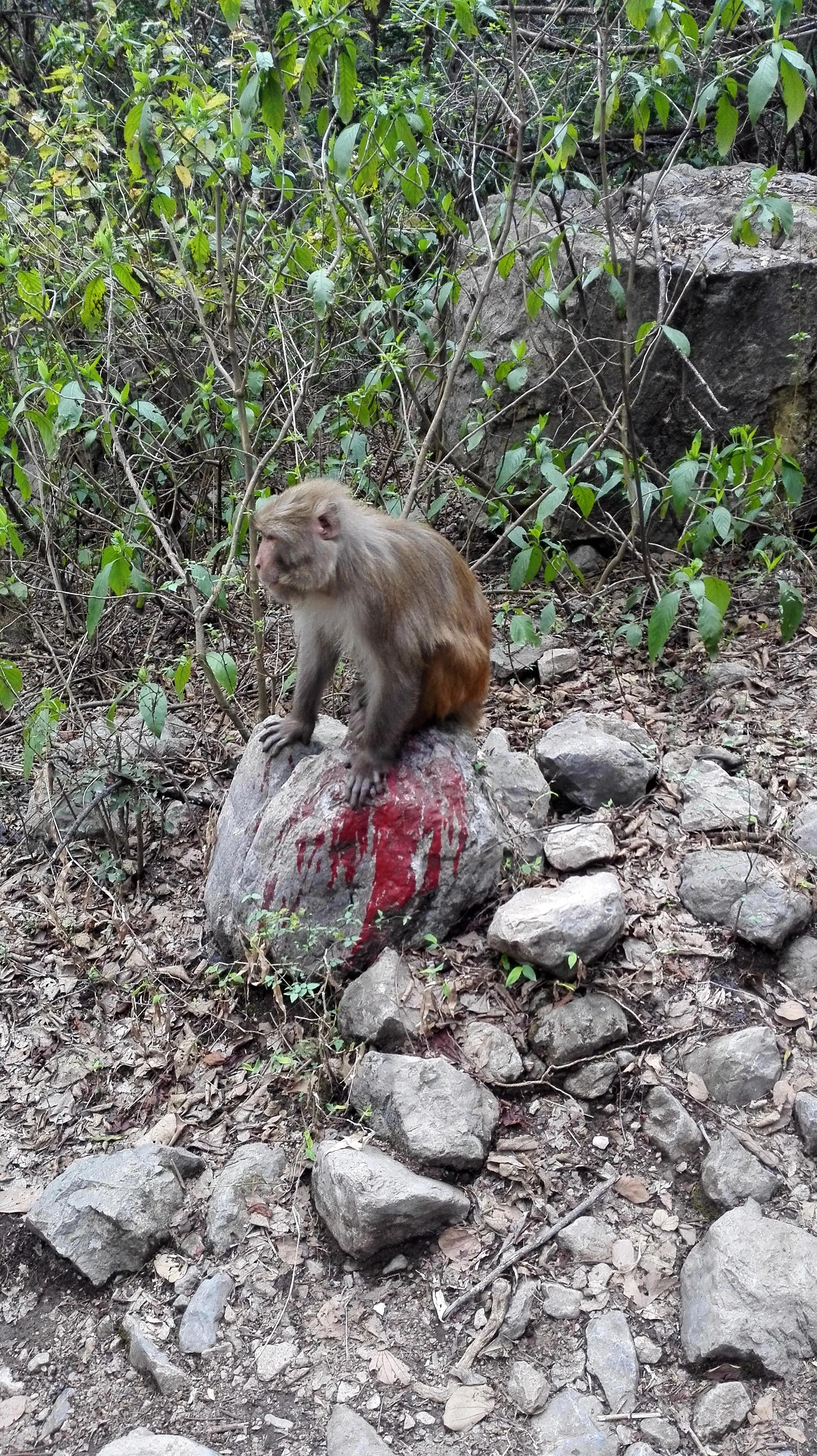 巴基斯坦女人嫁到中国,巴基斯坦的女人的地位