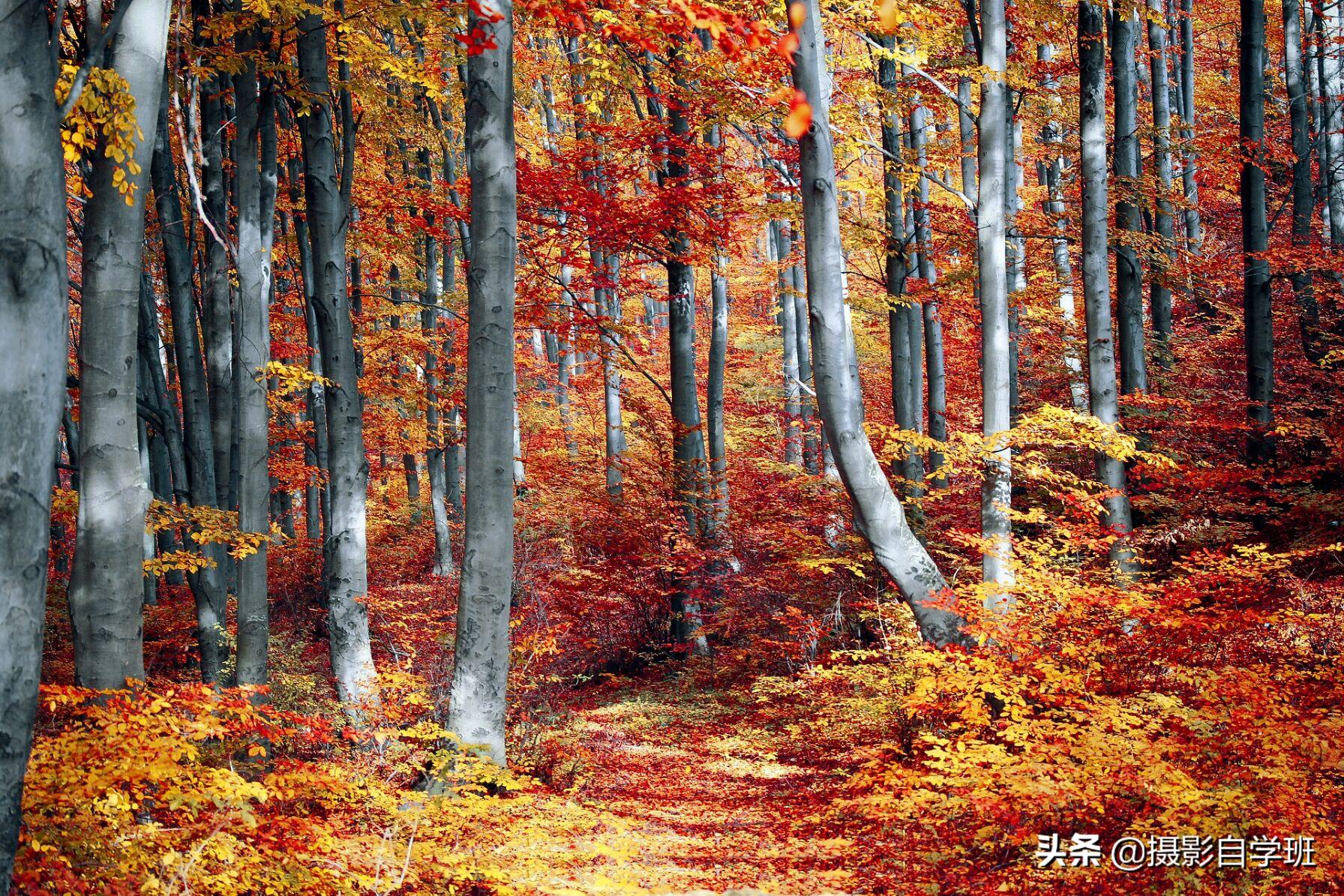 大师级色彩构图摄影,摄影色彩构图实例讲解