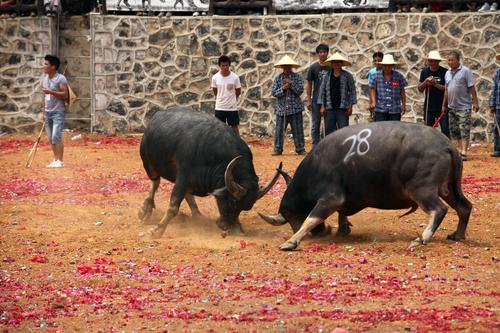 广西往年斗牛视频,广西斗牛比赛全集