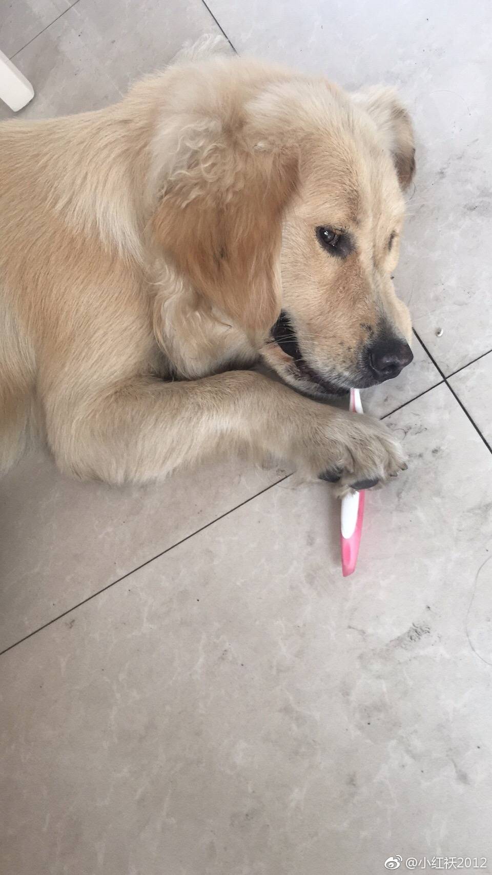 金毛口臭怎么区分口腔还是肠胃,金毛口臭搞笑