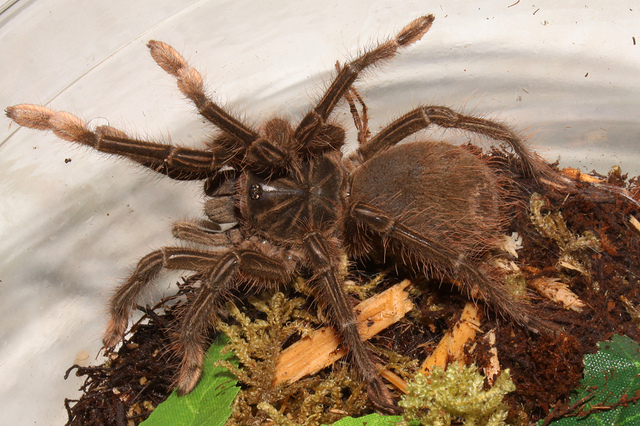 在野外奇形怪状的蜘蛛,各种宠物蜘蛛图片