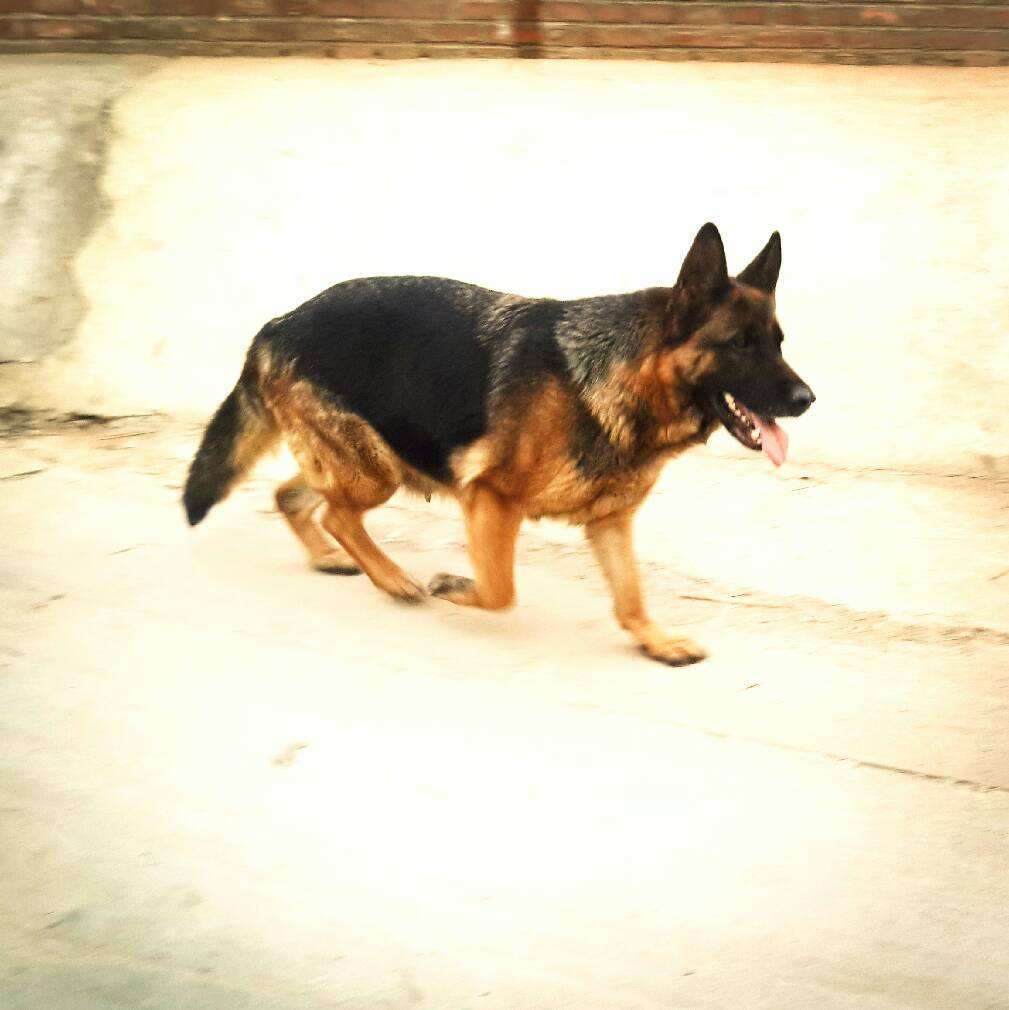 德牧和昆明犬狼青品系混血的后代,马犬德牧金毛拉布拉多狼青哪个好