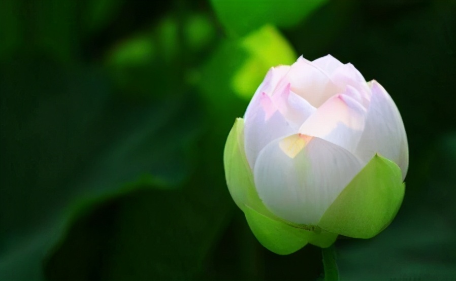 国学易经梅花易数零基础入门,易经的梅花易数怎么学